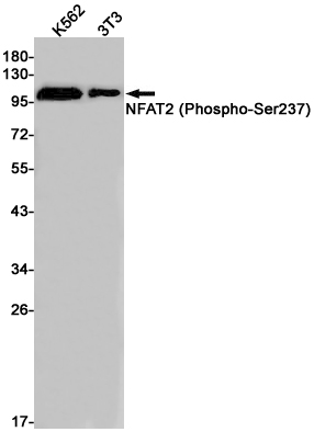 1 - Phospho-NFAT2 (Ser237) Rabbit mAb AP75804