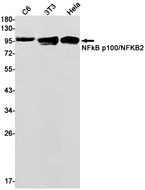 1 - NF-KB p100 Rabbit mAb AP75806
