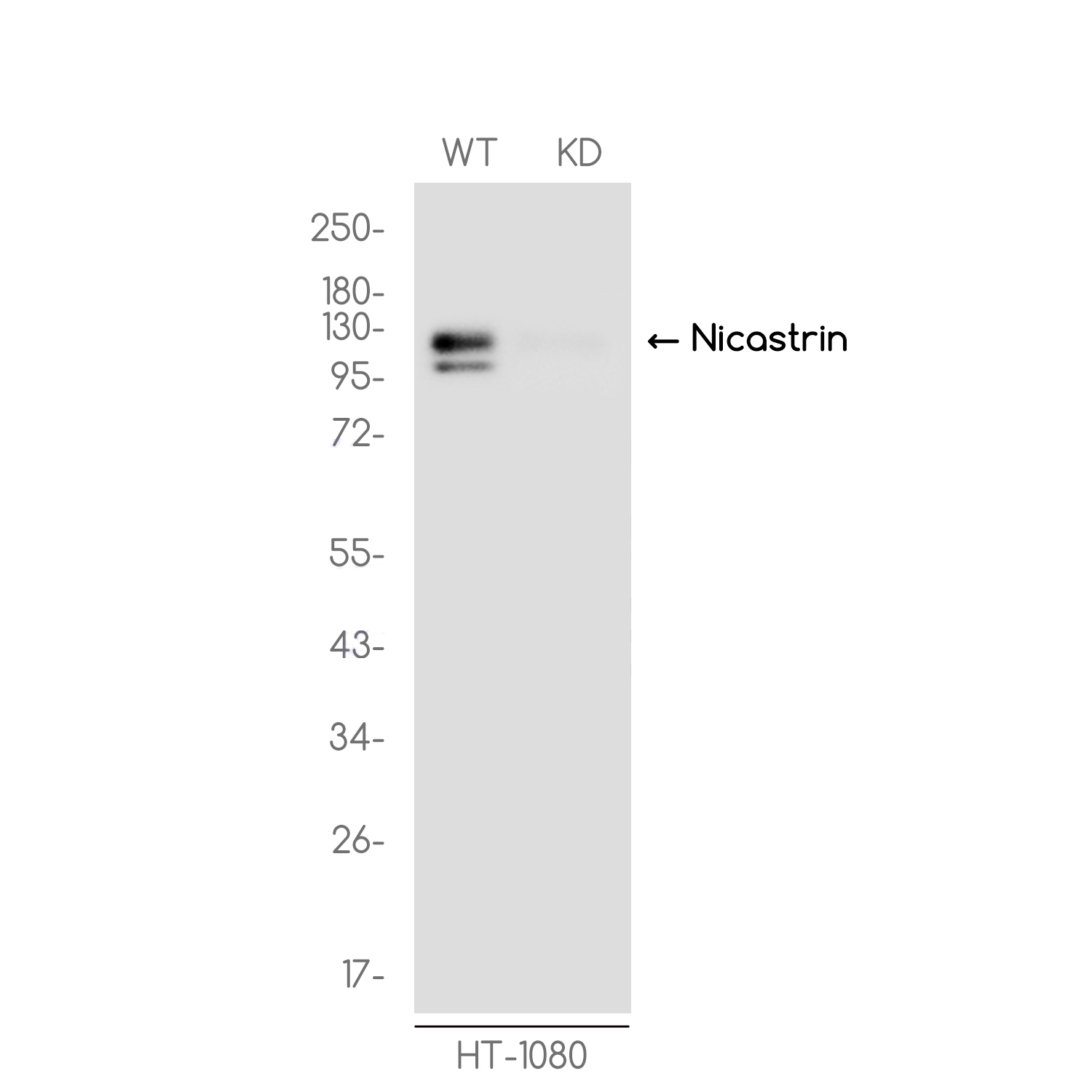 1 - [KD]Nicastrin Rabbit mAb AP75809