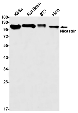 0 - [KD]Nicastrin Rabbit mAb AP75809
