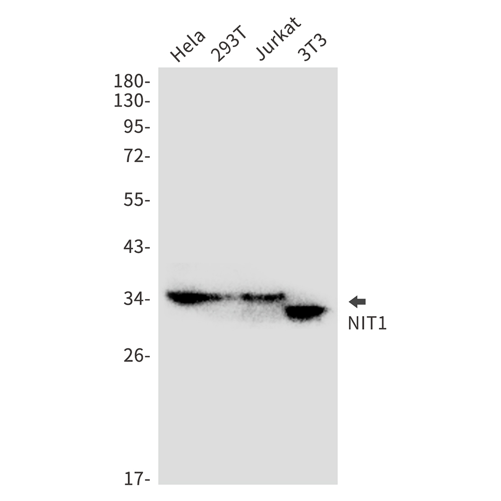 1 - NIT1 Rabbit mAb AP75811