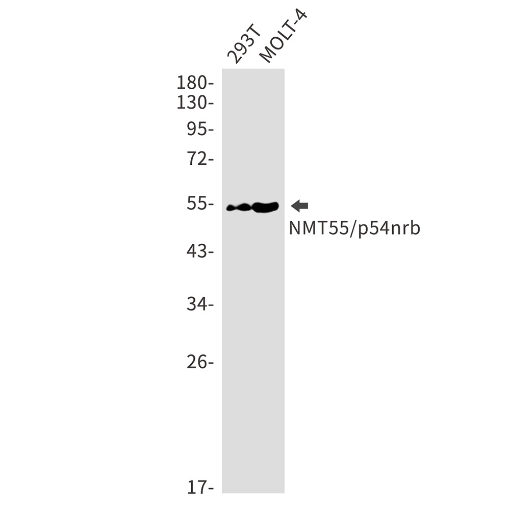 1 - nmt55/p54nrb Rabbit mAb AP75813