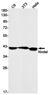 1 - NODAL Rabbit mAb AP75814