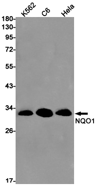 1 - NQO1 Rabbit mAb AP75819