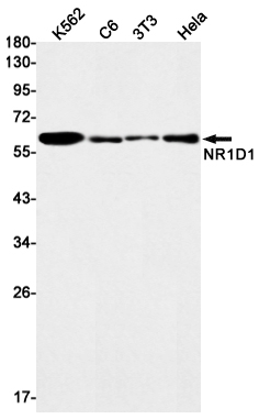 1 - NR1D1 Rabbit mAb AP75820