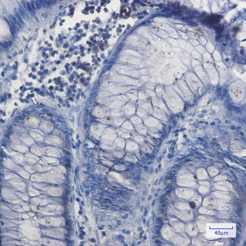 8 - NRF1 Rabbit mAb AP75821