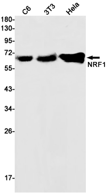 1 - NRF1 Rabbit mAb AP75821
