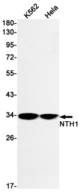 2 - NTH1 Rabbit mAb AP75824