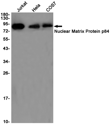 1 - THOC1 Rabbit mAb AP75825