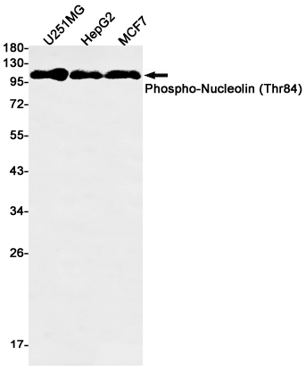 1 - Phospho-Nucleolin (Thr84) Rabbit mAb AP75826