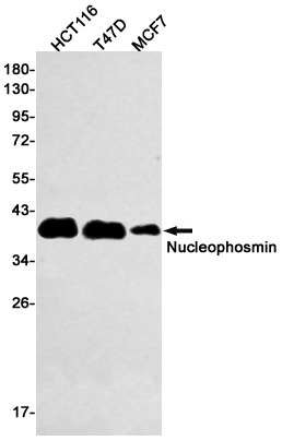 1 - Nucleophosmin Rabbit mAb AP75827
