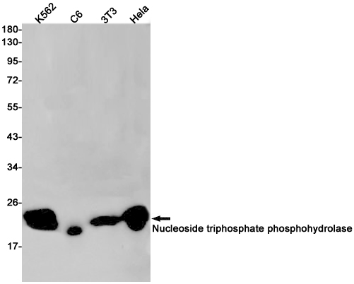 1 - Nucleoside triphosphate phosphohydrolase Rabbit mAb AP75829