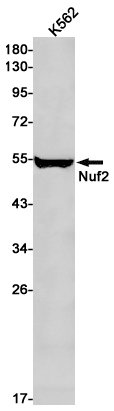 1 - Nuf2 Rabbit mAb AP53648