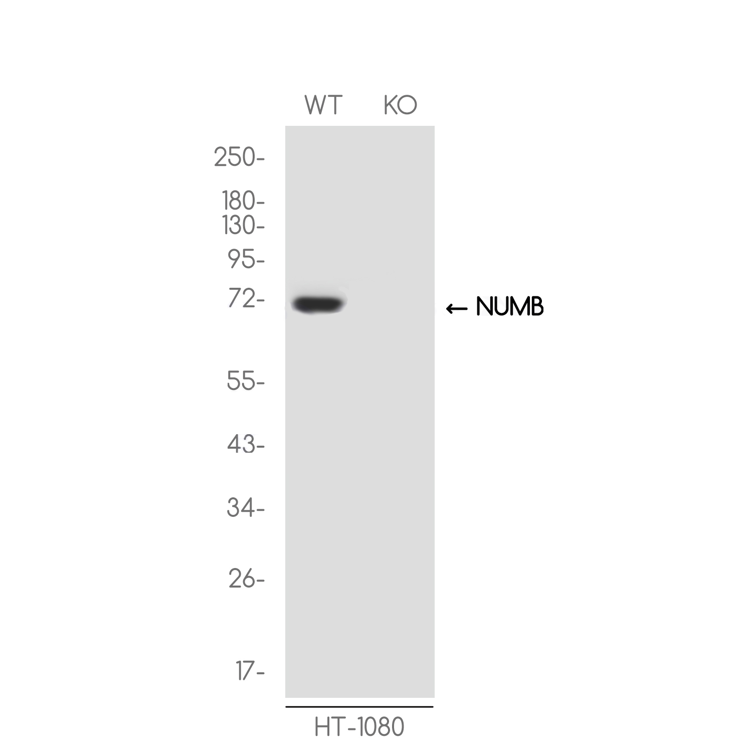 1 - [KO]NUMB Rabbit mAb AP75833