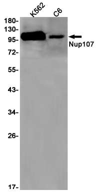 1 - Nup107 Rabbit mAb AP75834
