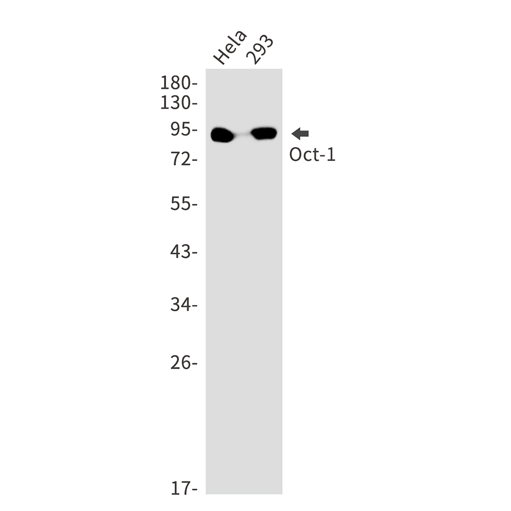 1 - Oct-1 Rabbit mAb AP75838