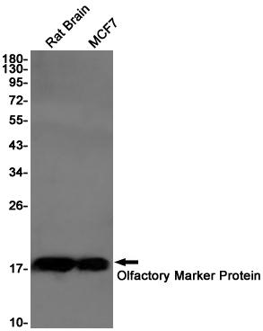 1 - Olfactory Marker Protein Rabbit mAb AP75840