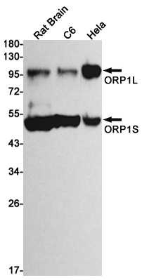 4 - ORP1 Rabbit mAb AP75841