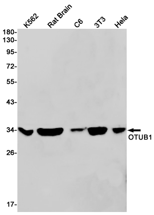 1 - OTUB1 Rabbit mAb AP75844