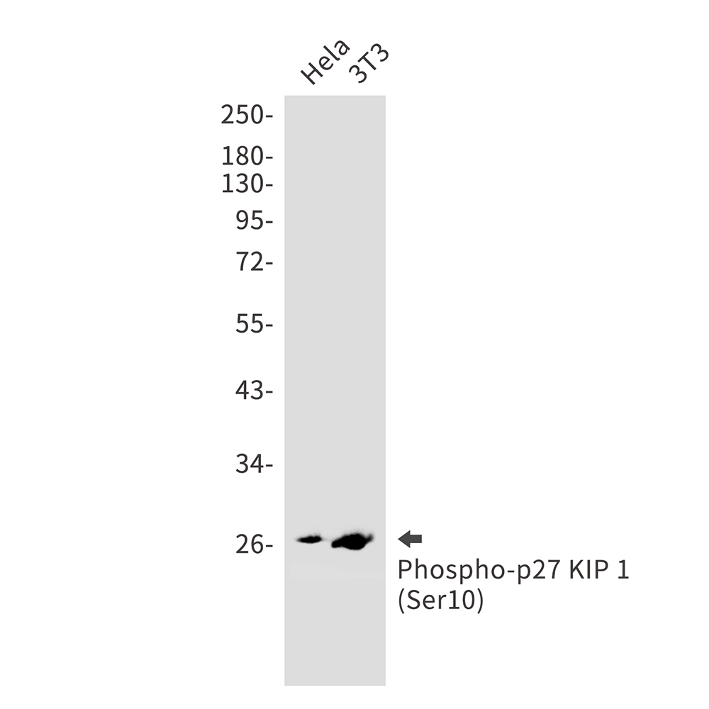 1 - Phospho-p27 KIP 1 (Ser10) Rabbit mAb AP75849
