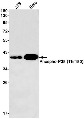 1 - Phospho-p38 MAPK (Thr180) Rabbit mAb AP75851