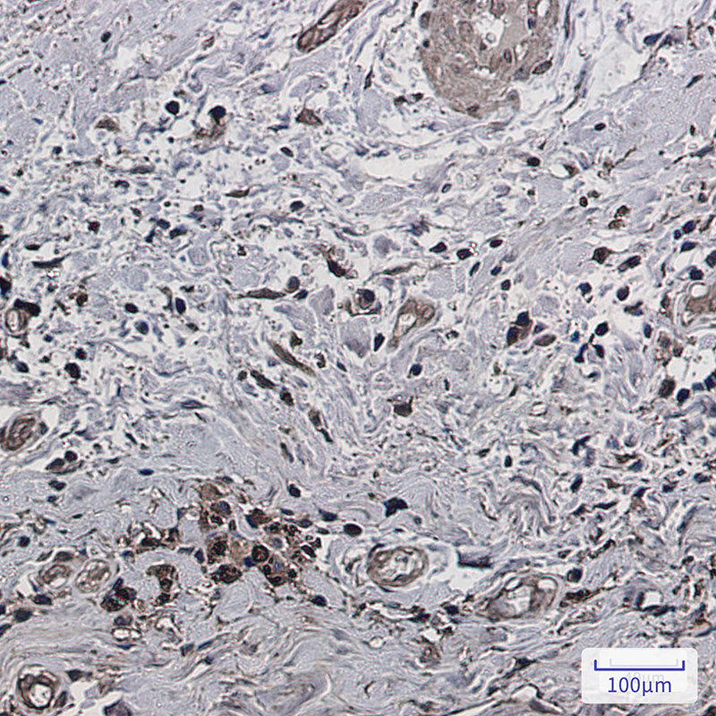 8 - Phospho-PAK1/2/3 (Ser144/Ser141/Ser154) Rabbit mAb AP75866
