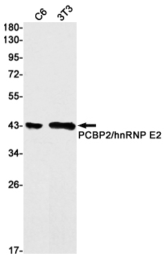 1 - PCBP2/hnRNP E2 Rabbit mAb AP75874