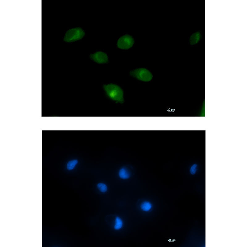 1 - PCK2 Rabbit mAb AP75876