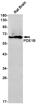 1 - PDE1B Rabbit mAb AP75879