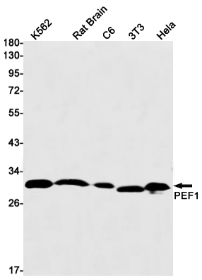 1 - PEF1 Rabbit mAb AP75889