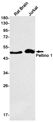 1 - Pellino 1 Rabbit mAb AP75890