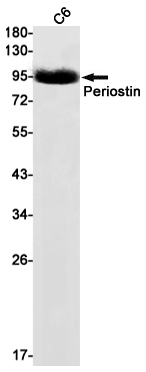 1 - Periostin Rabbit mAb AP75892