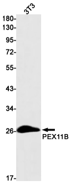 0 - PEX11B Rabbit mAb AP75897