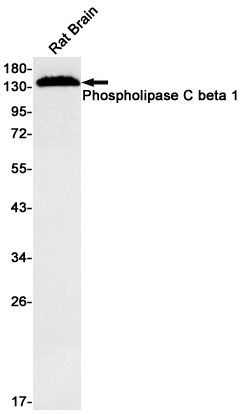1 - Phospholipase C beta 1/PLCB1 Rabbit mAb AP75908