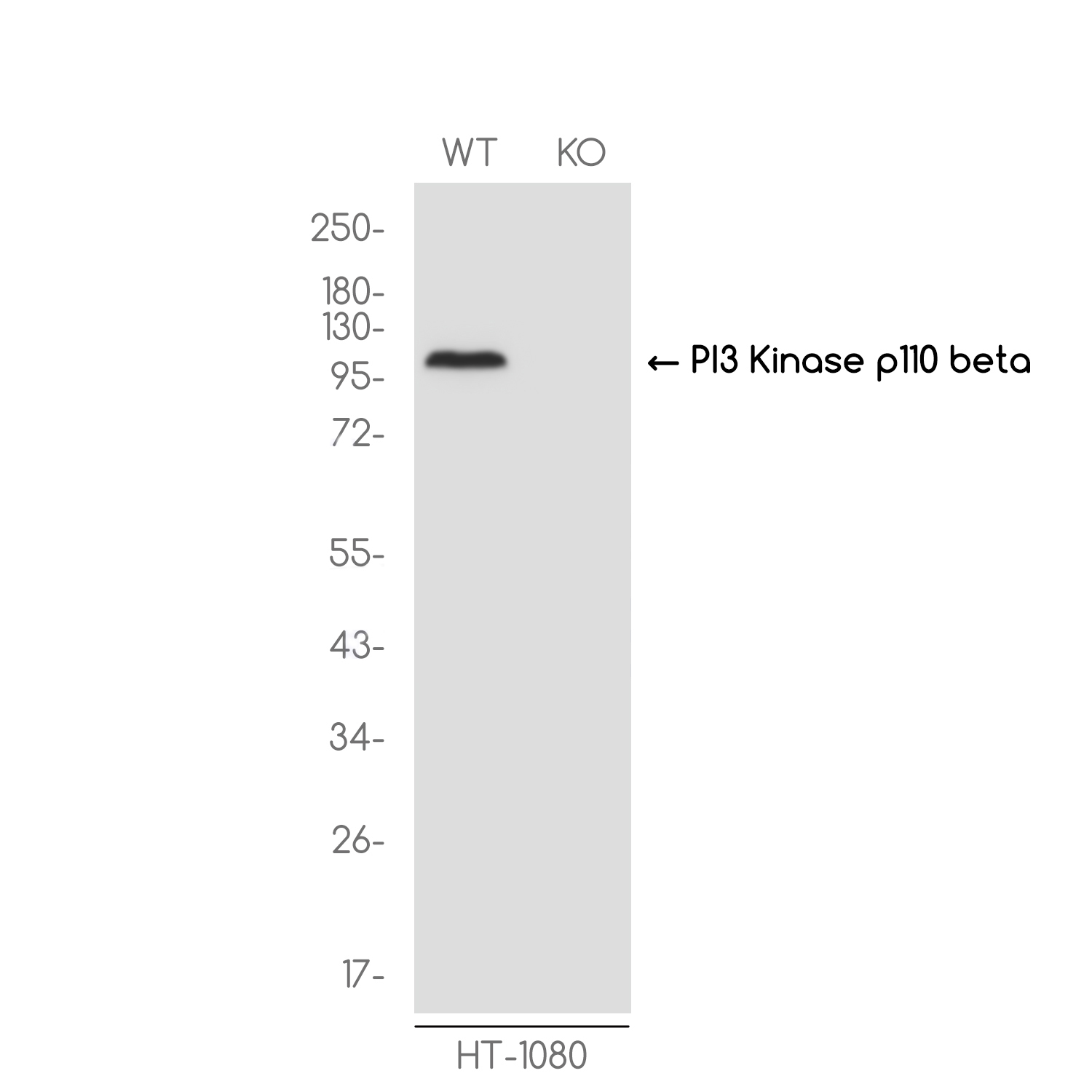 1 - [KO]PI3 Kinase p110 beta Rabbit mAb AP75909
