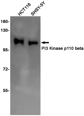 5 - [KO]PI3 Kinase p110 beta Rabbit mAb AP75909