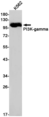 1 - PI3 Kinase p110 gamma Rabbit mAb AP75910