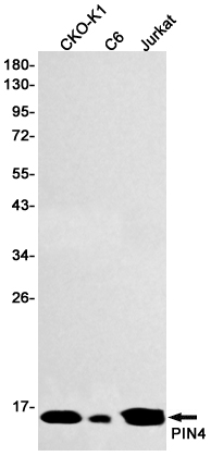 1 - PIN4 Rabbit mAb AP75914