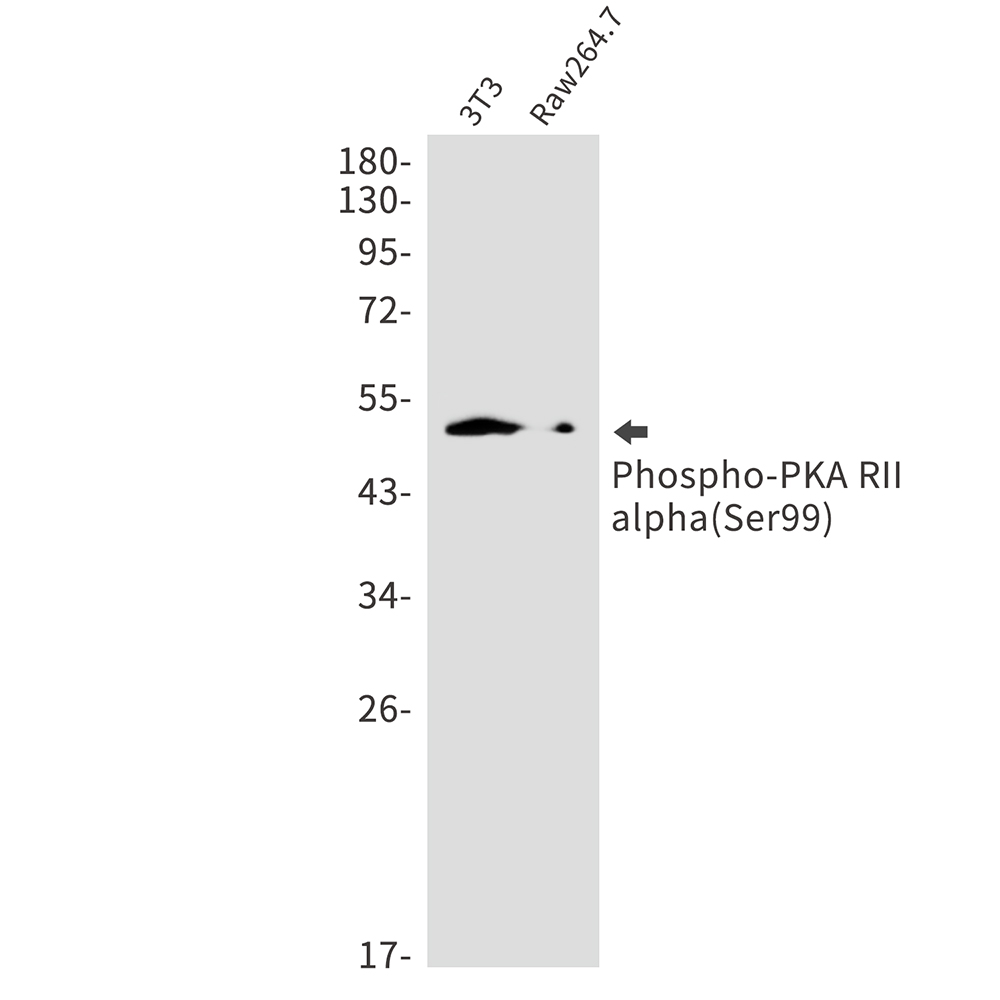 1 - Phospho-PRKAR2A (Ser99) Rabbit mAb AP75916