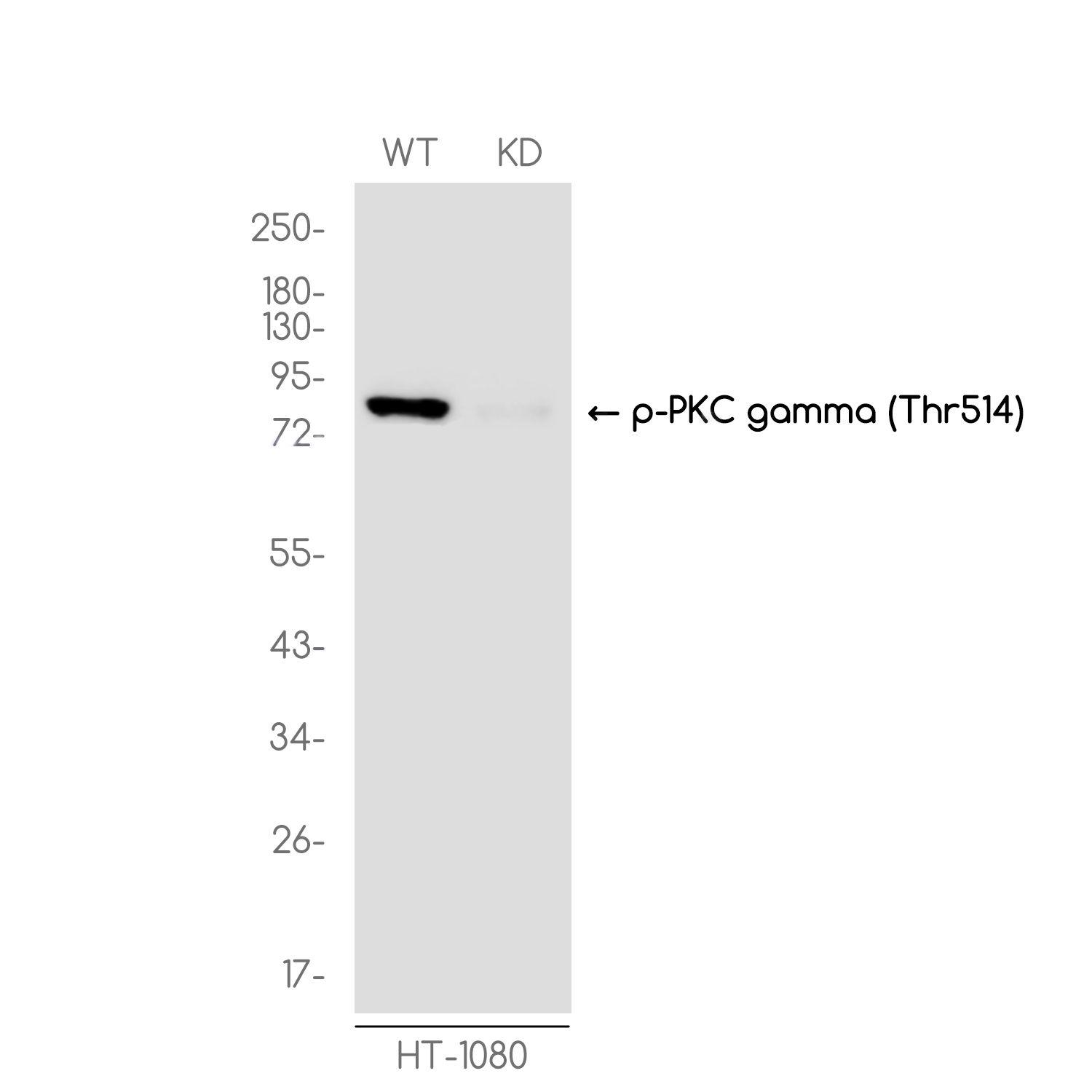 1 - [KD]Phospho-PKC gamma (Thr514) Rabbit mAb AP75917