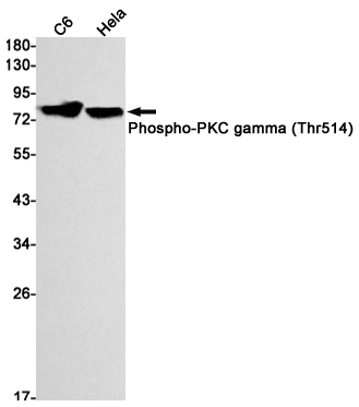 5 - [KD]Phospho-PKC gamma (Thr514) Rabbit mAb AP75917
