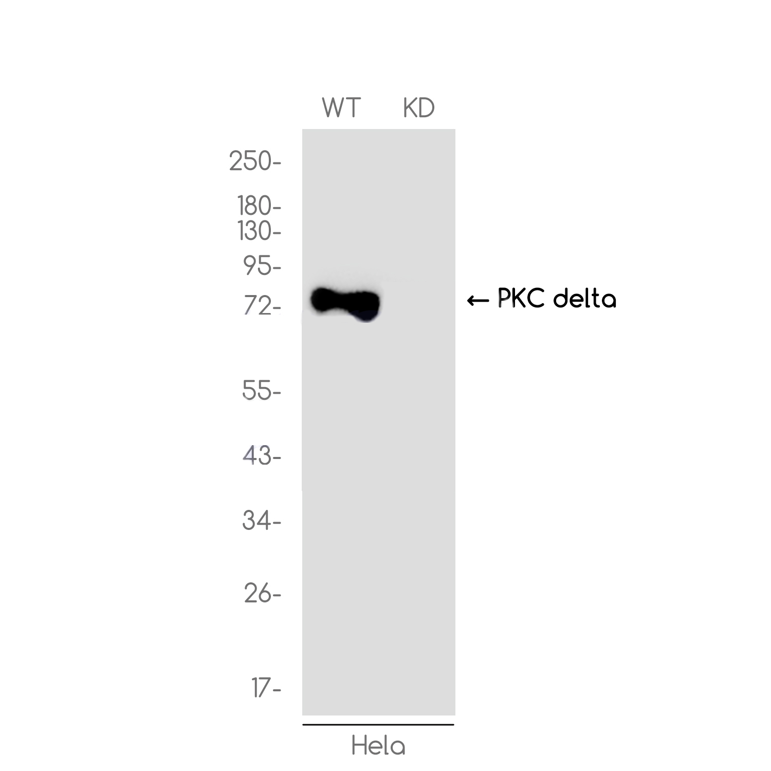 1 - [KD]PKC delta Rabbit mAb AP75919