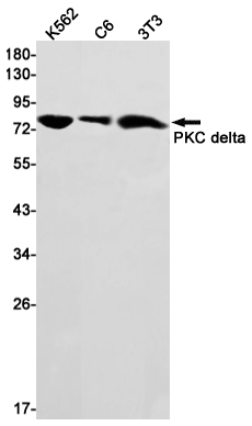 4 - [KD]PKC delta Rabbit mAb AP75919