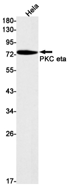 1 - PKC eta Rabbit mAb AP75920