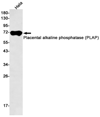 0 - [KO]Placental Alkaline Phosphatase Rabbit mAb AP75927
