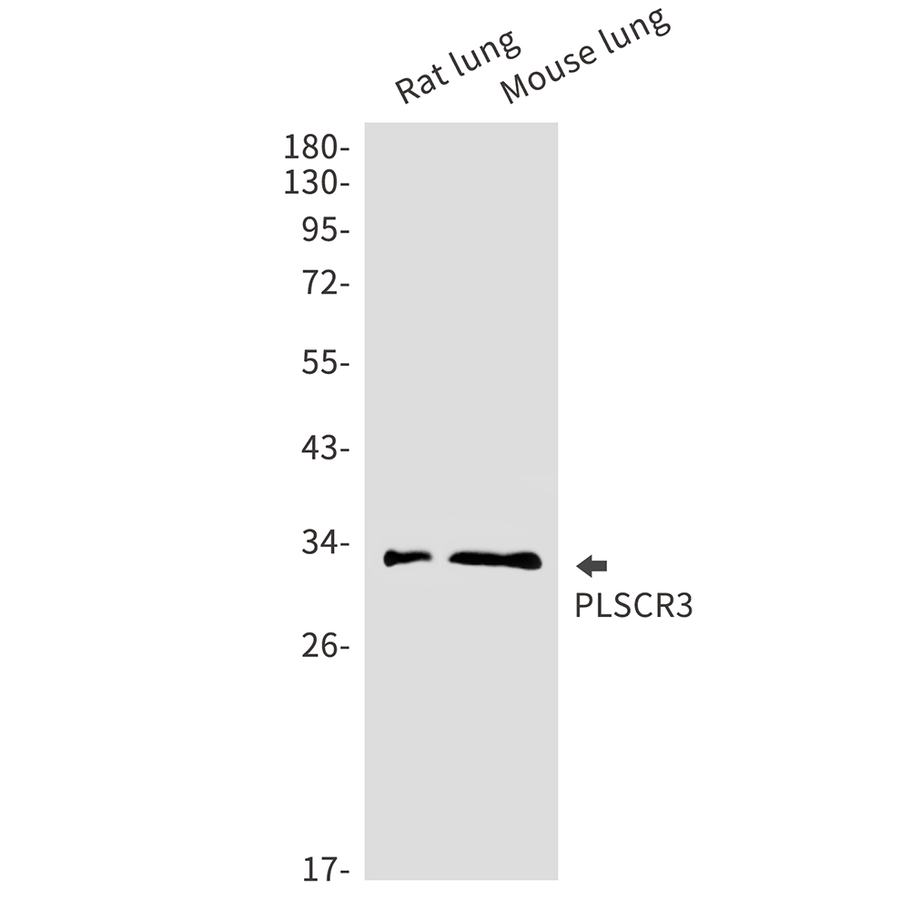 1 - PLSCR3 Rabbit mAb AP75928
