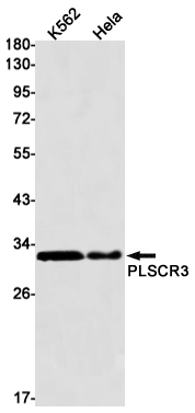 0 - PLSCR3 Rabbit mAb AP75928