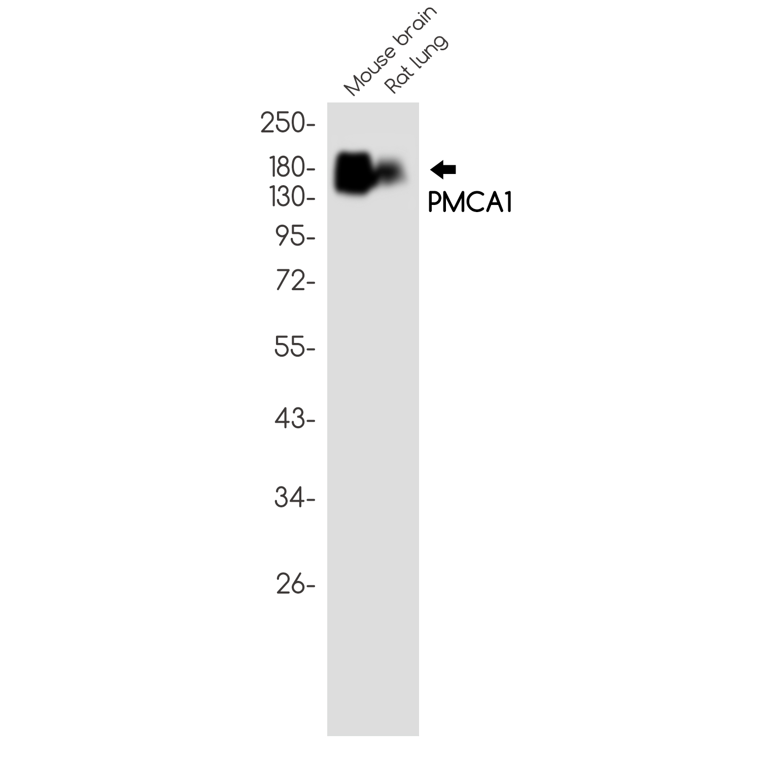 1 - PMCA1 Rabbit mAb AP75929