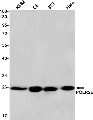 1 - POLR2E/rpb5 Rabbit mAb AP75932
