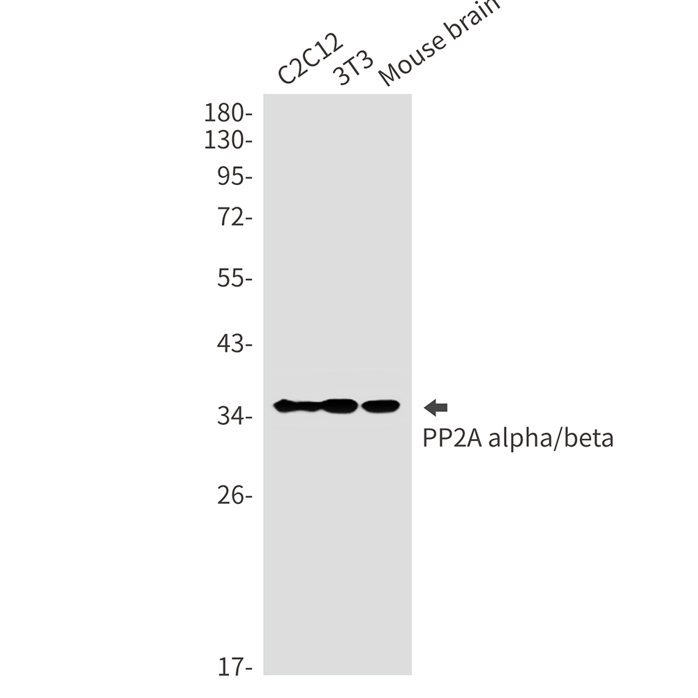 1 - PP2A alpha/beta Rabbit mAb AP75936